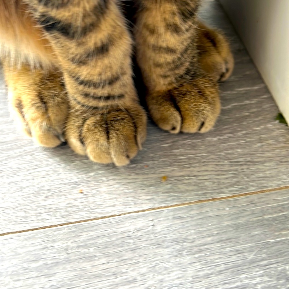 Cat feet pics for sale